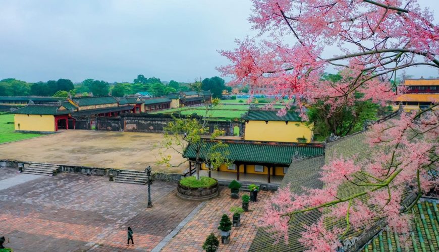 Ngô Đồng – Biểu Tượng Của Vận May Và Phúc Lộc