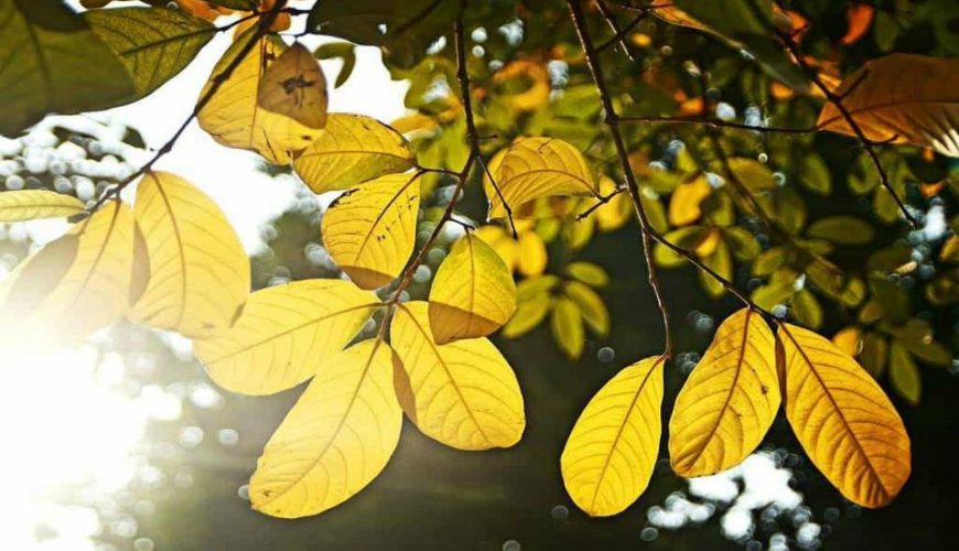 Gợi Ý Những Điểm Đến Đẹp Nhất Tại Huế Vào Mùa Thu