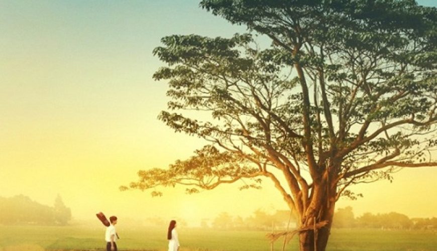 Cây ngô đồng “Mắt Biếc” – Điểm đến thơ mộng giữa lòng Huế
