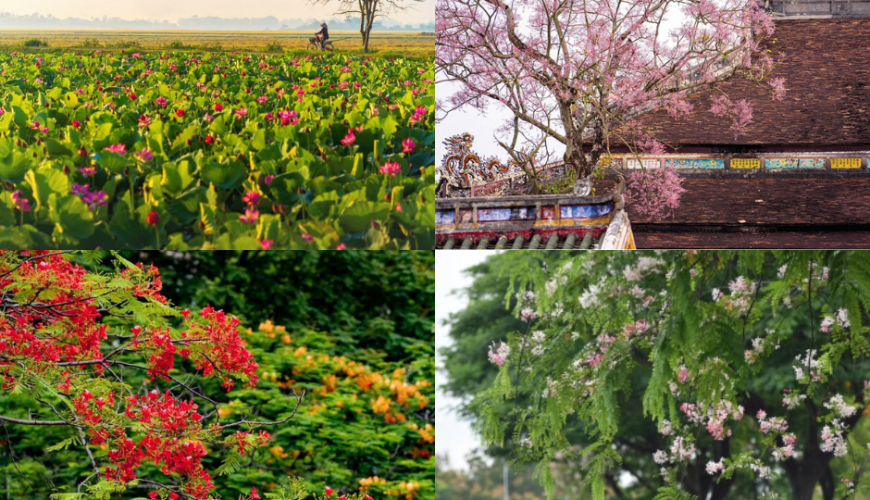 Huế và những mùa hoa – Hành trình lãng mạn cùng sắc hương đất Cố đô