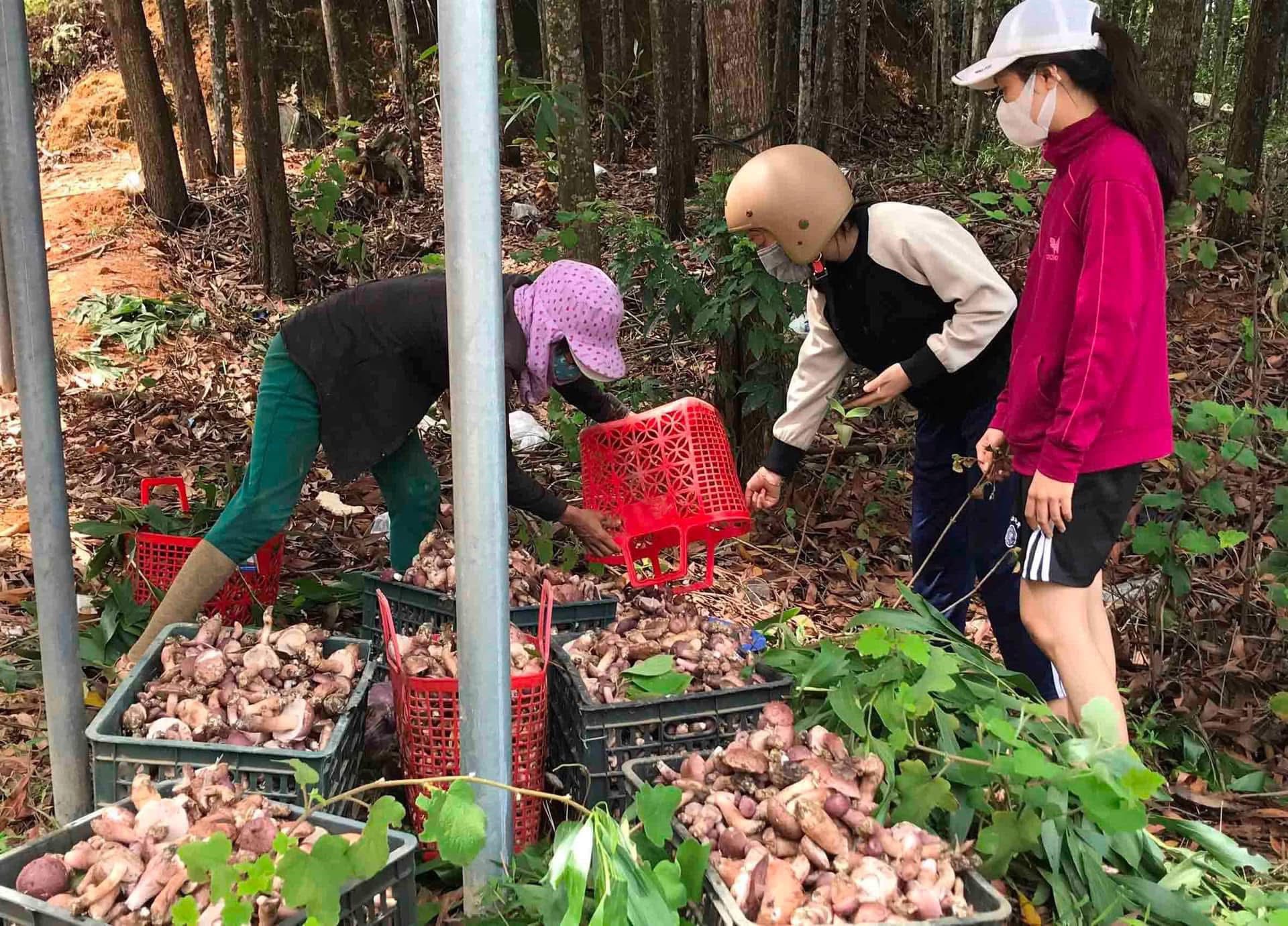 Người dân thu hoạch nấm tràm trong rừng.