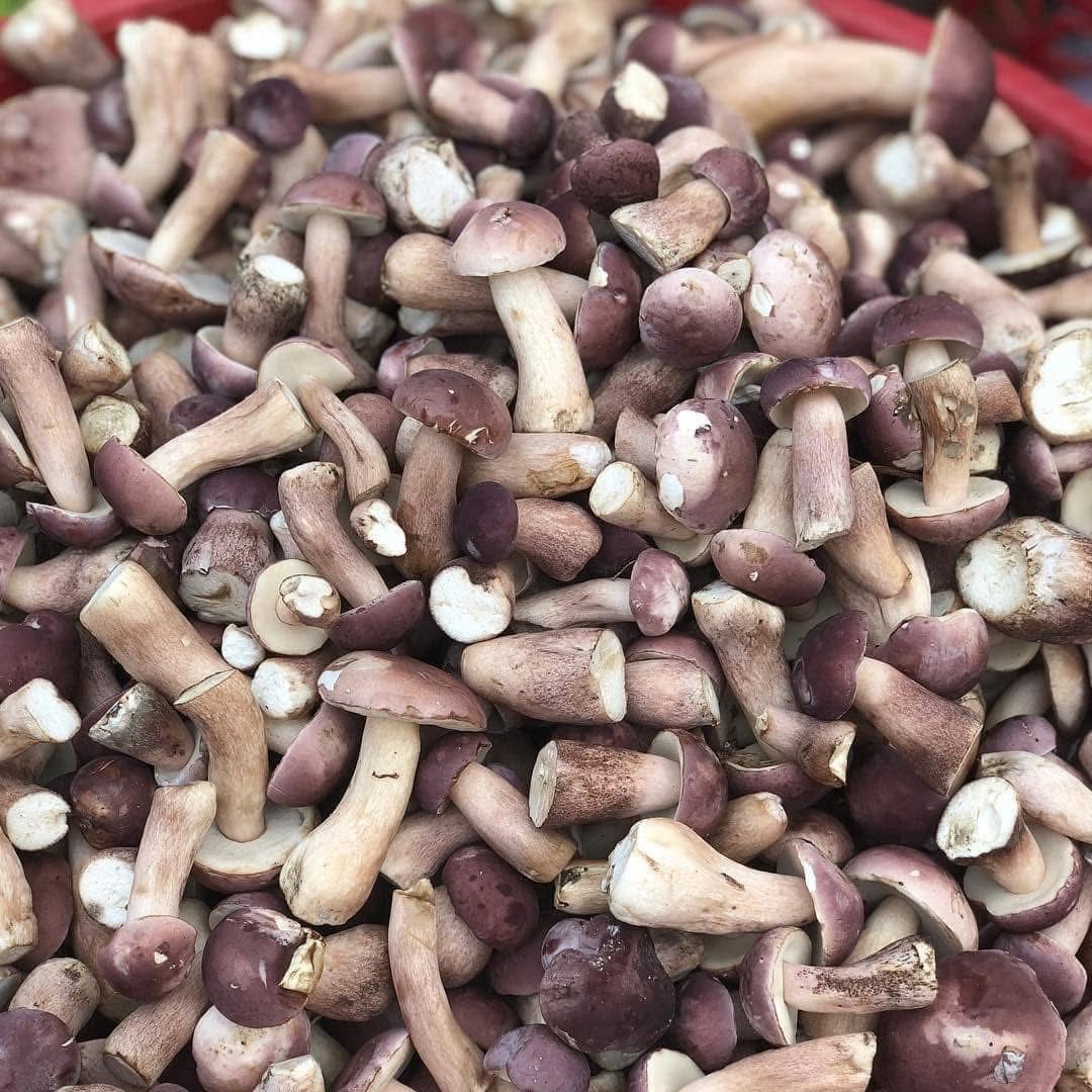 Nấm tràm tươi vừa được thu hoạch.
