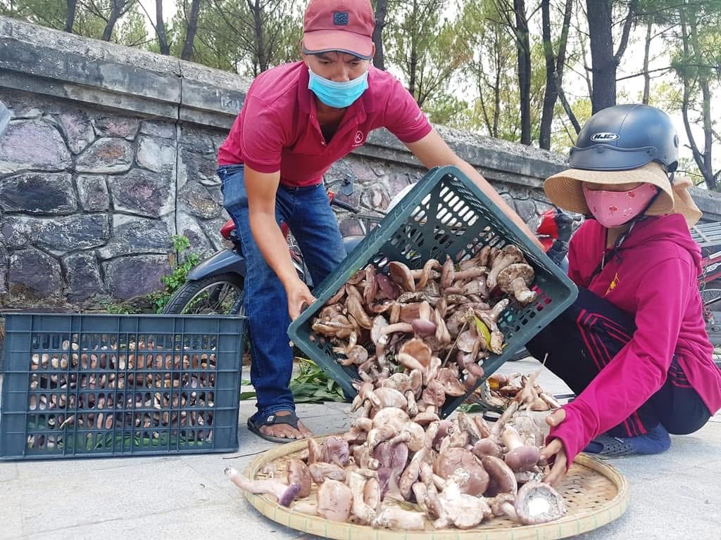 Đổ nấm tràm vừa thu hoạch ra nong để phân loại.